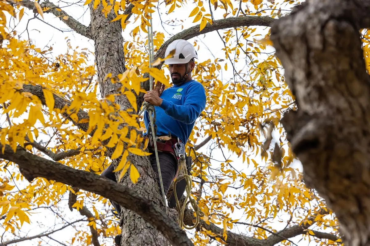 Skilled Dead Tree Removal crew working in Sibley